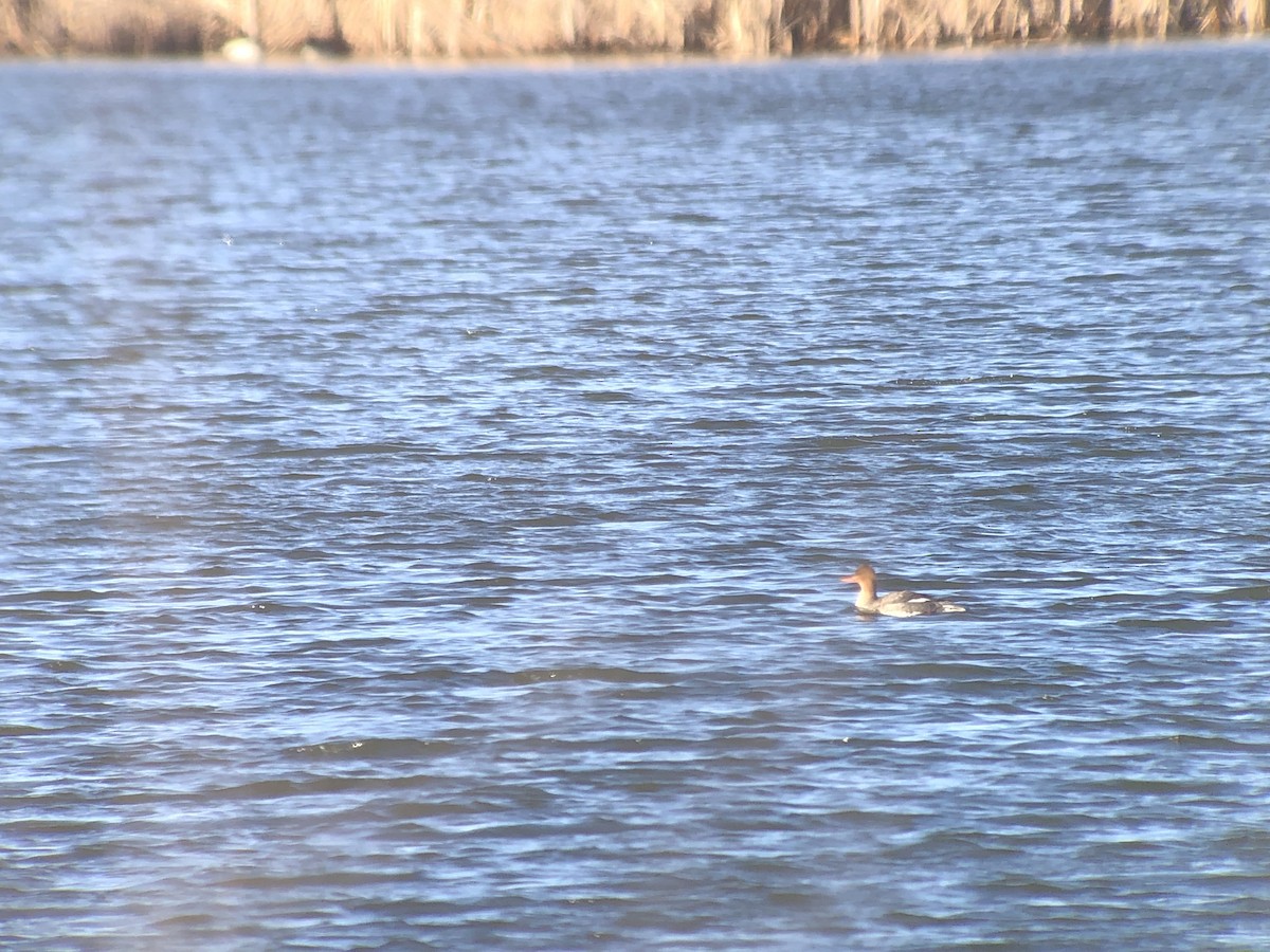 Red-breasted Merganser - ML615262803