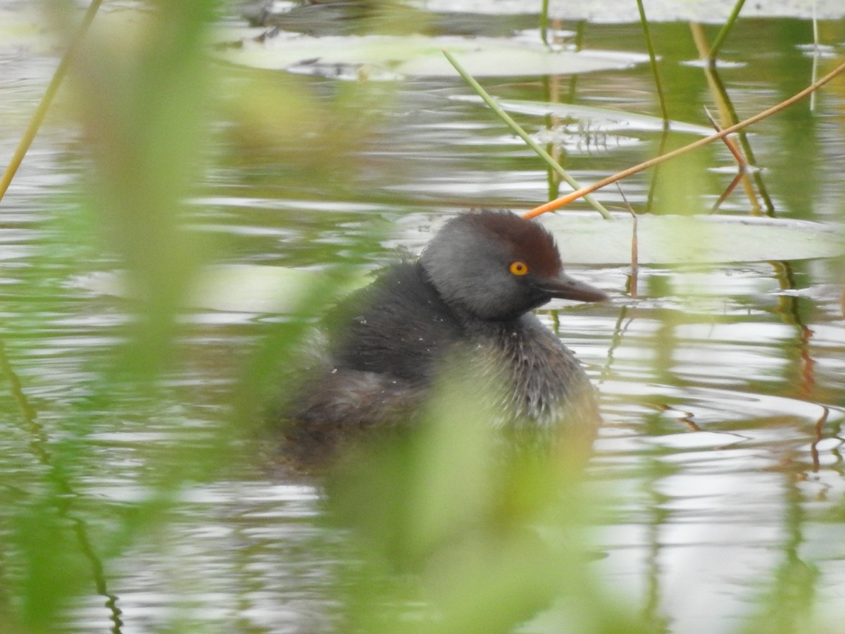 Least Grebe - ML615262805