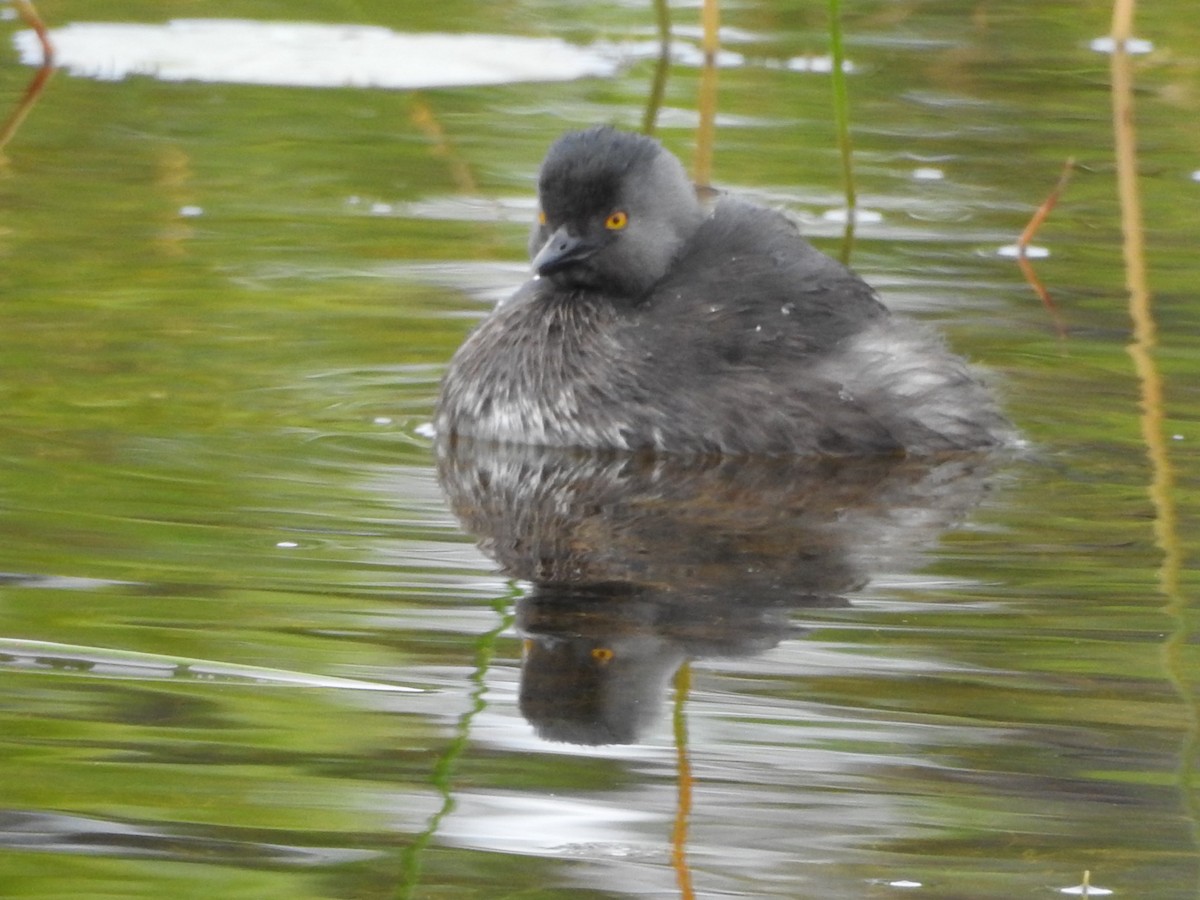 Least Grebe - ML615262807