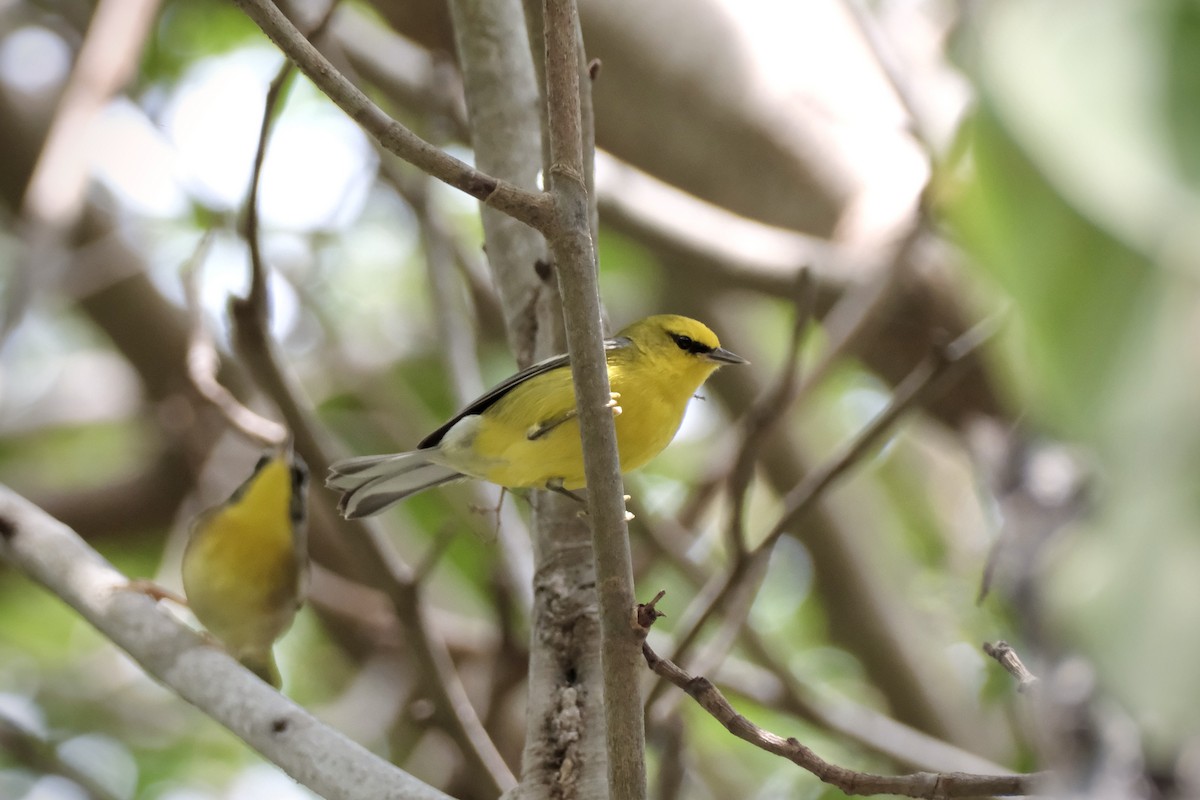 Blue-winged Warbler - Noah Frade