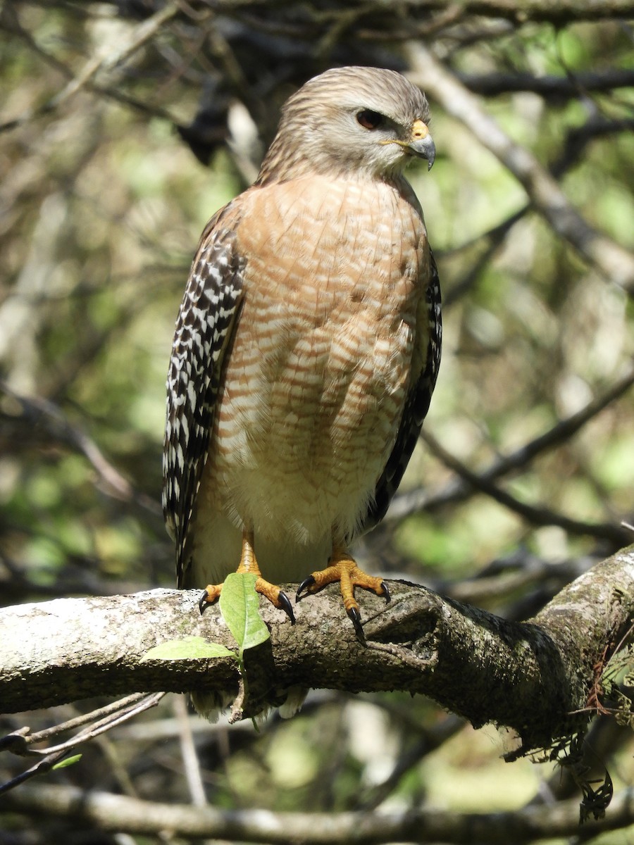 Red-shouldered Hawk - ML615262841