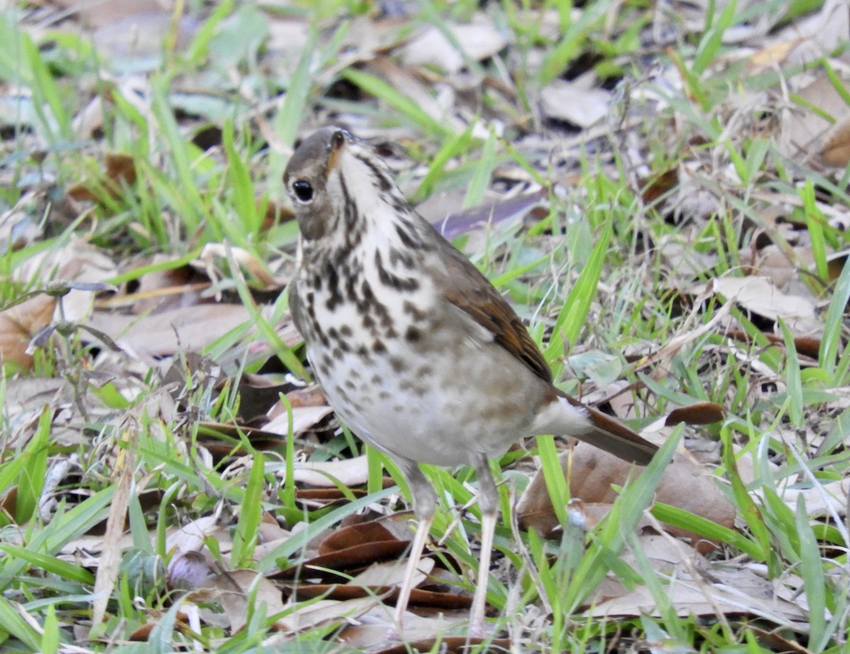 Hermit Thrush - ML615262867