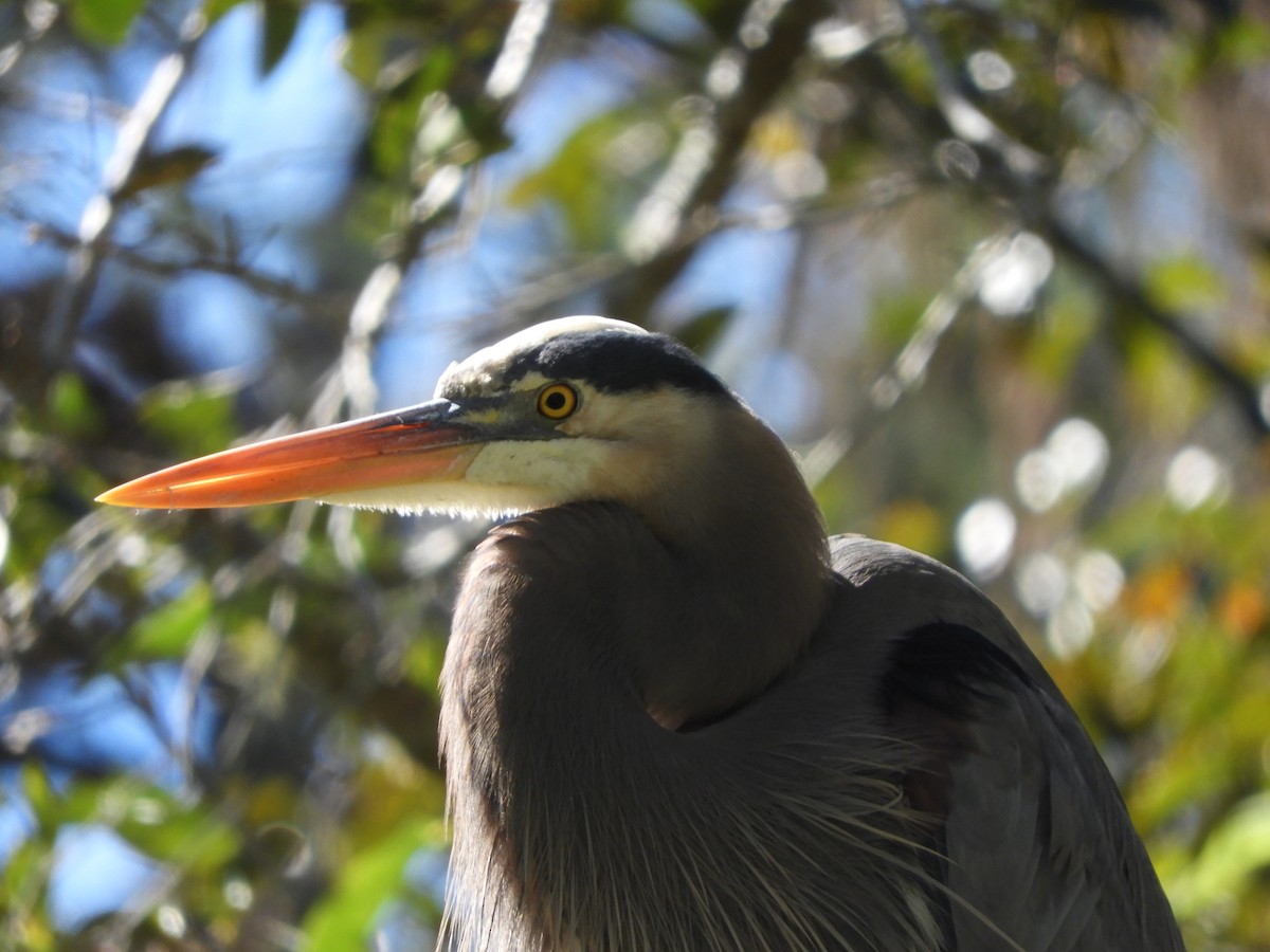 Great Blue Heron - ML615262873