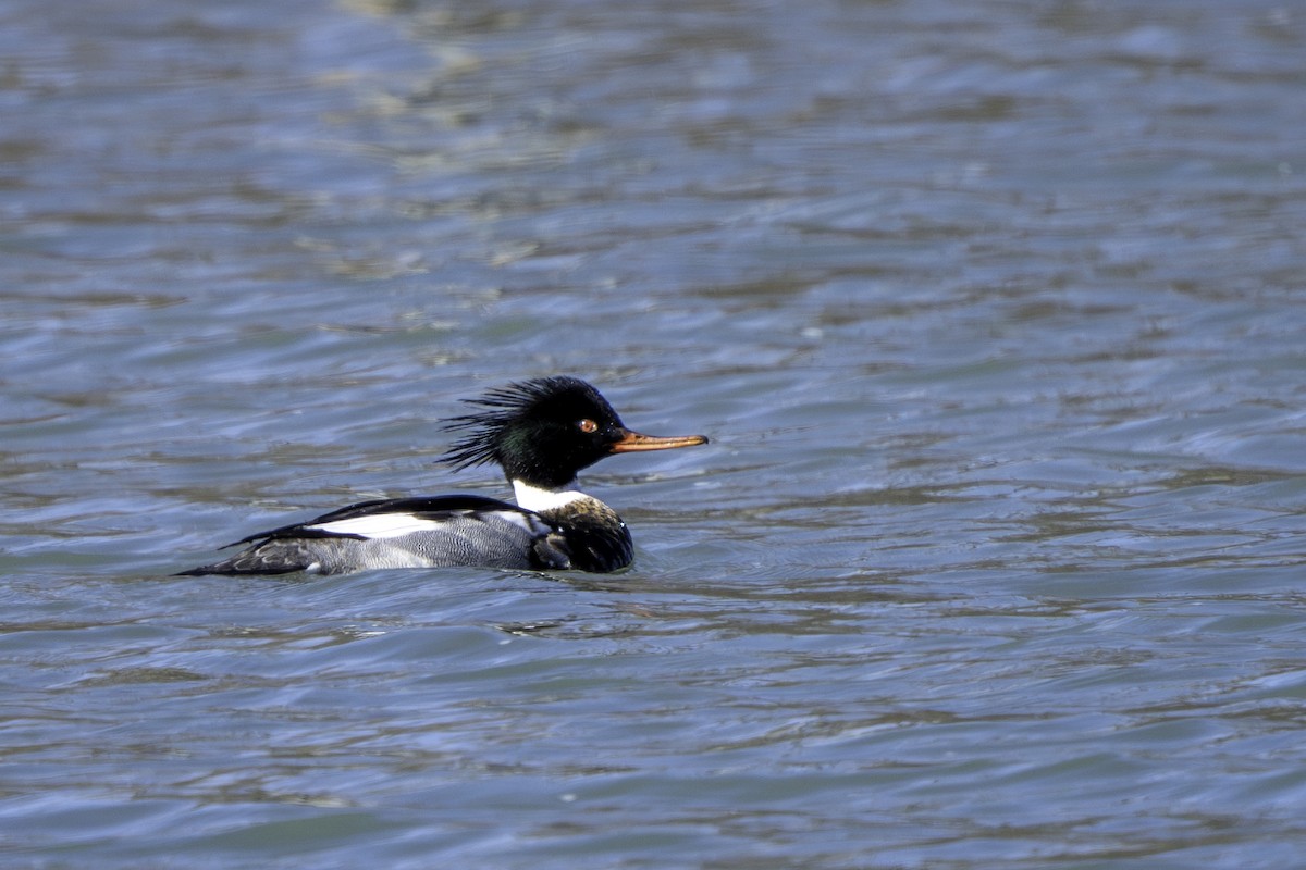 Red-breasted Merganser - ML615262876