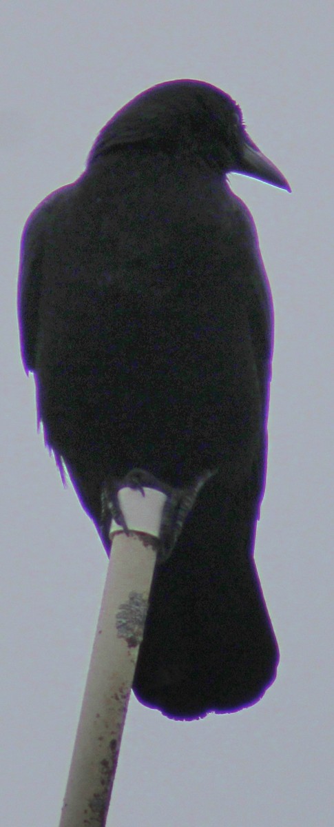 American Crow - ML615262892