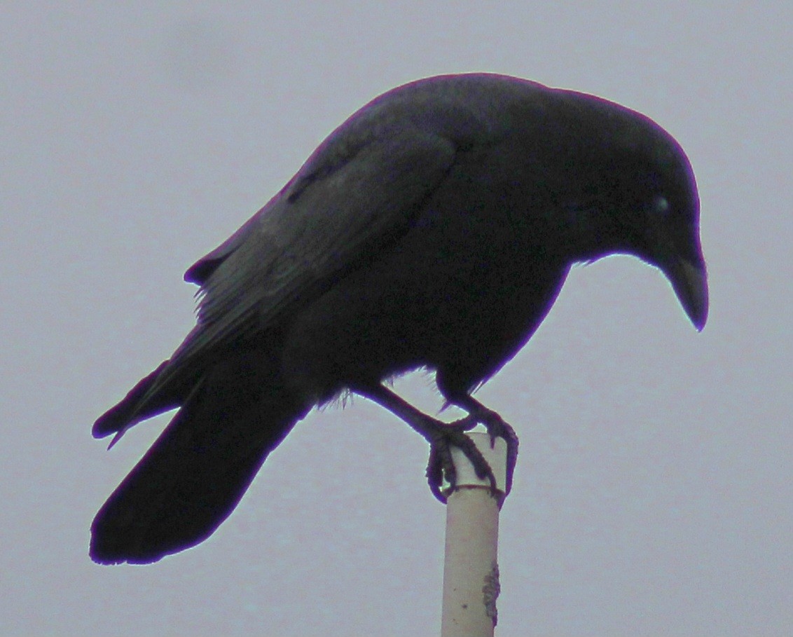 American Crow - Samuel Harris