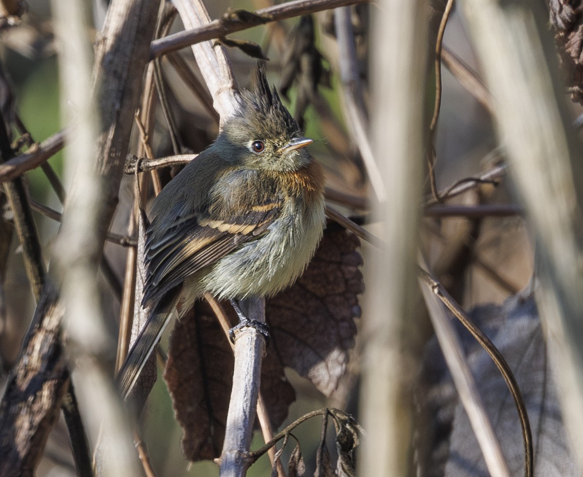 Belted Flycatcher - ML615262978