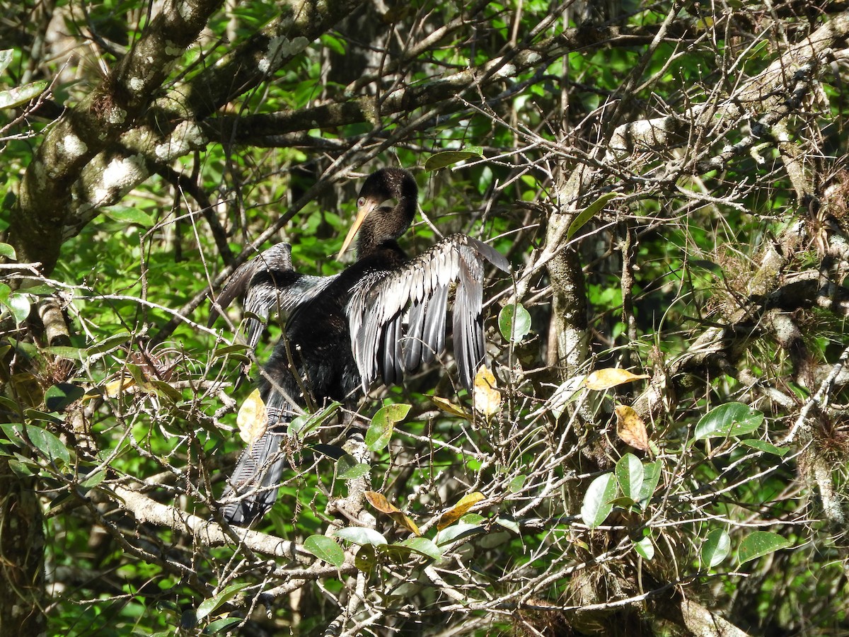 Anhinga - ML615262993