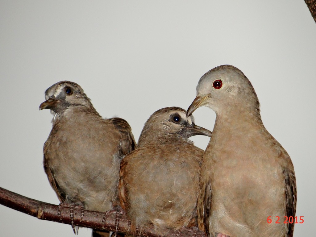 Ruddy Ground Dove - ML615263021