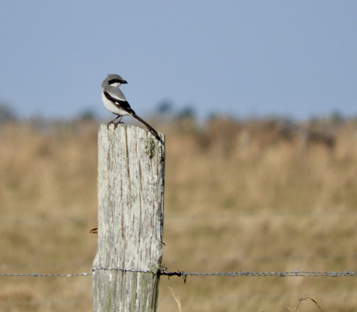 Loggerhead Shrike - Anne Turner