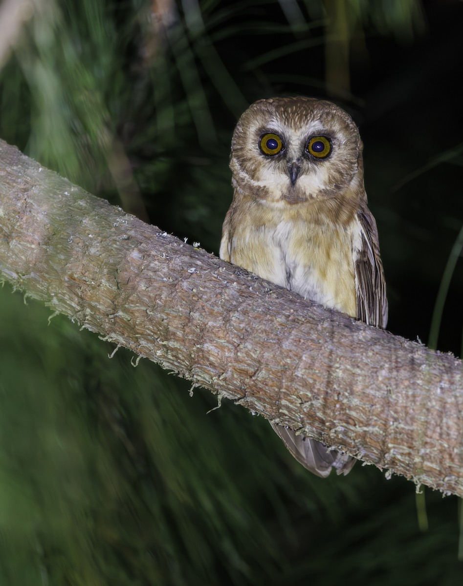 Unspotted Saw-whet Owl - ML615263064