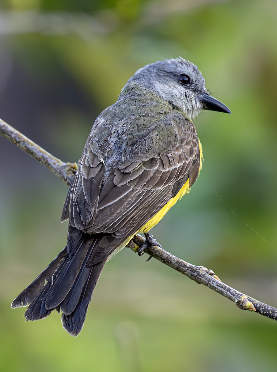 Tropical Kingbird - ML615263080