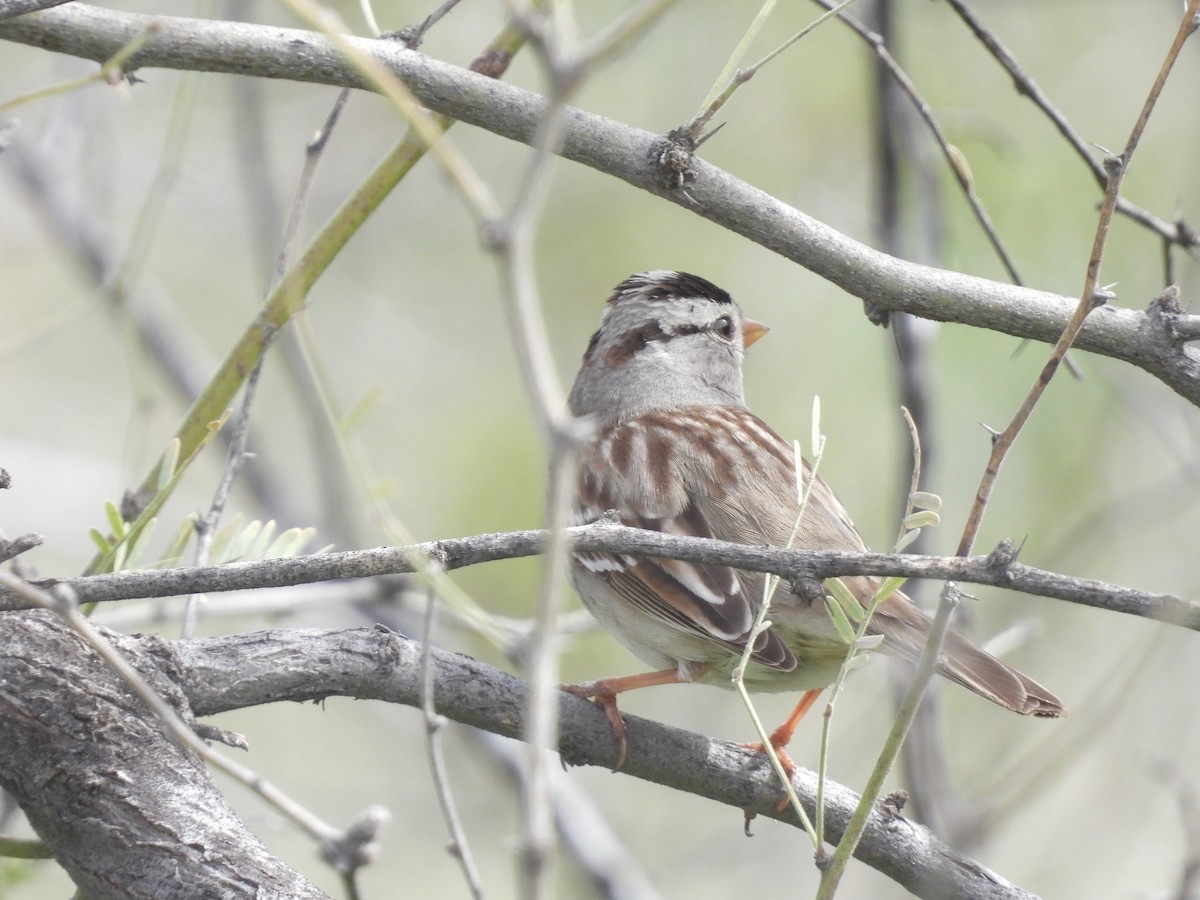 White-crowned Sparrow - Beth Bruckheimer