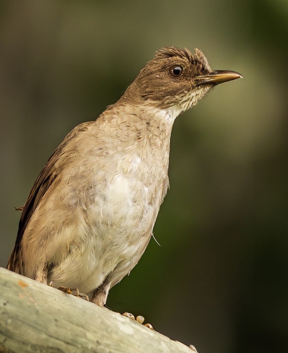 Black-billed Thrush - ML615263094