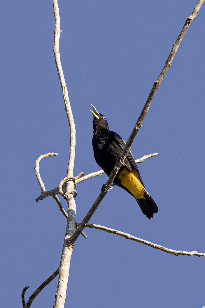 Yellow-rumped Cacique - ML615263105
