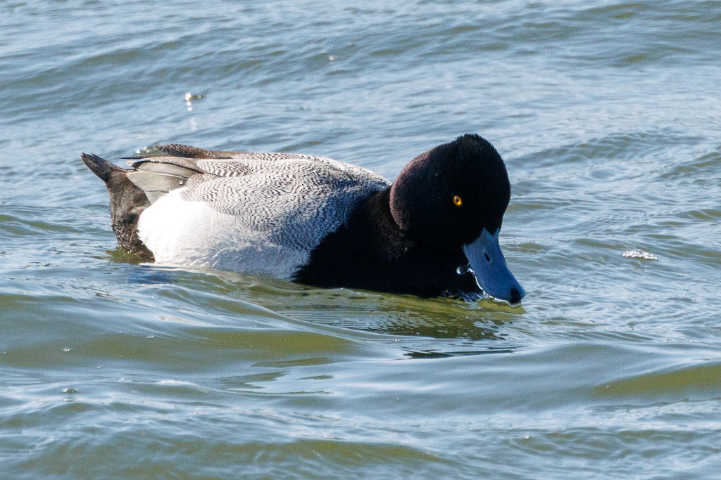 Lesser Scaup - ML615263132