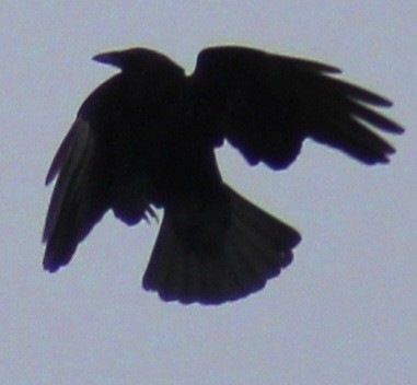 American Crow - ML615263151