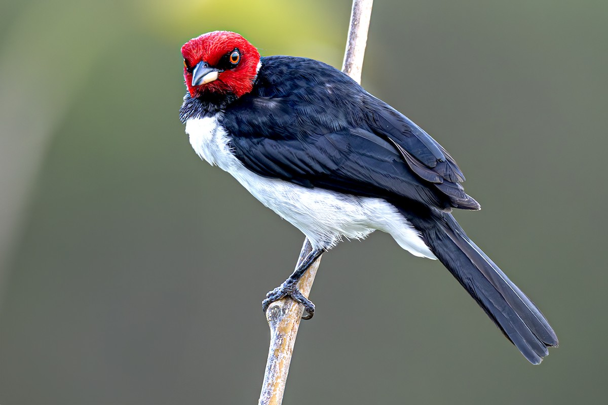 Red-capped Cardinal - ML615263212