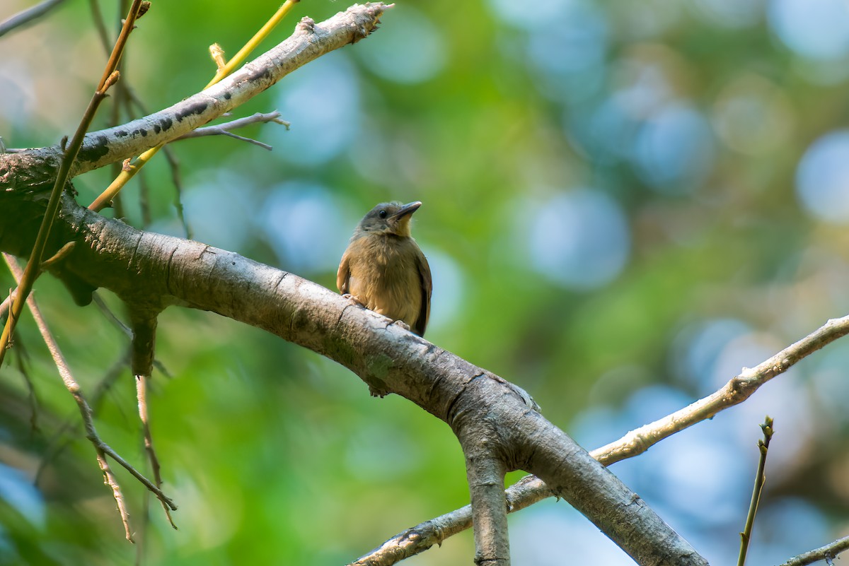 Spot-winged Antshrike - ML615263222