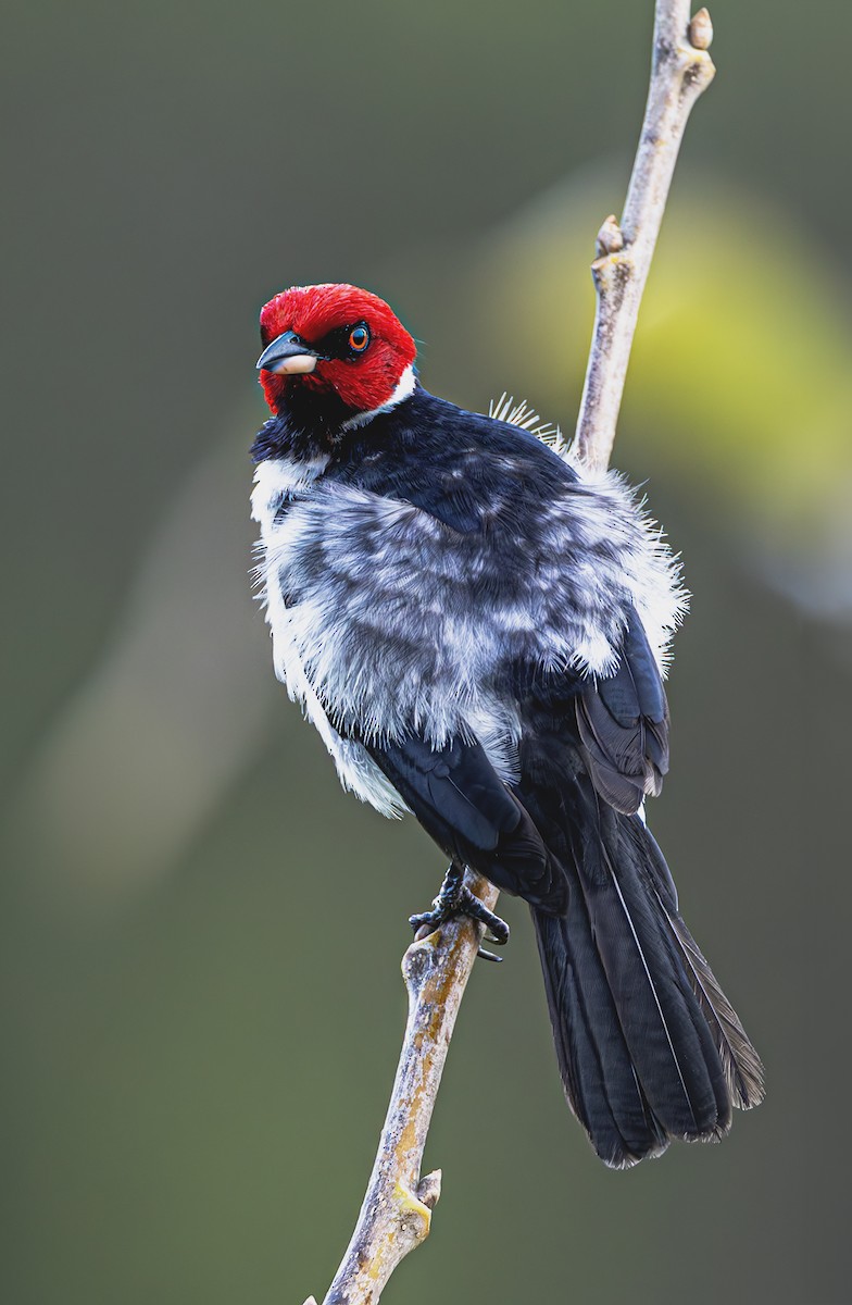 Red-capped Cardinal - ML615263229