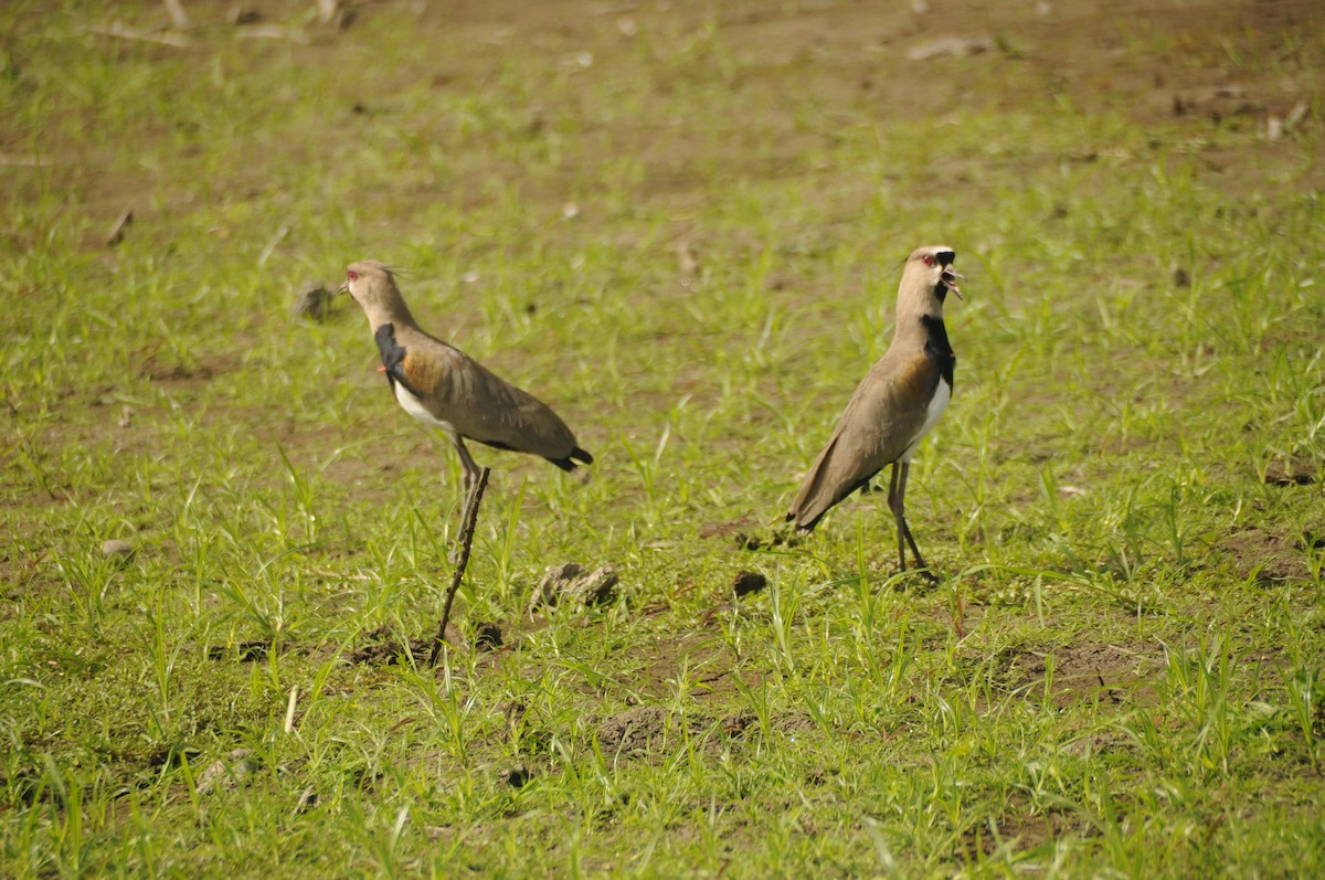 Southern Lapwing - ML615263256