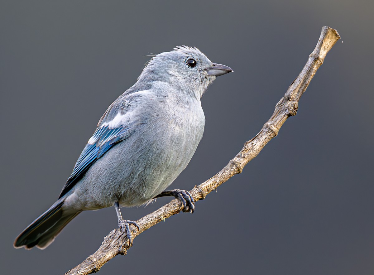 Blue-gray Tanager - ML615263298