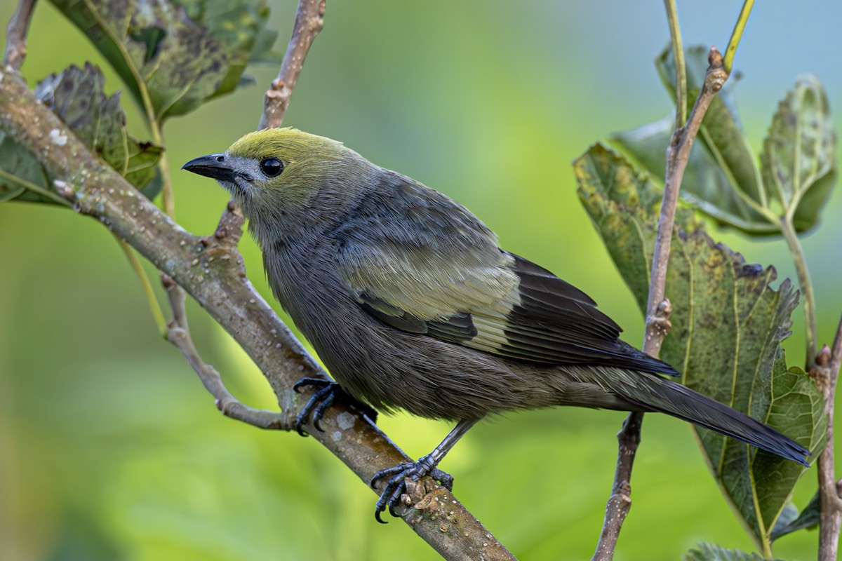 Palm Tanager - ML615263339