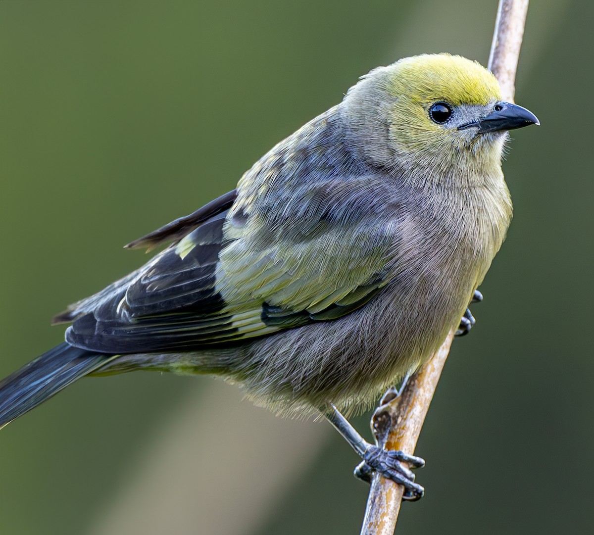 Palm Tanager - ML615263341