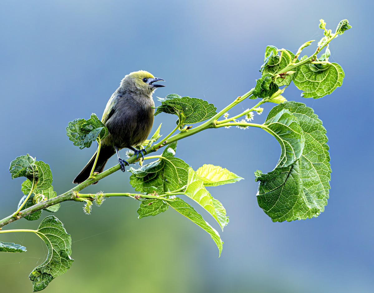 Palm Tanager - ML615263342