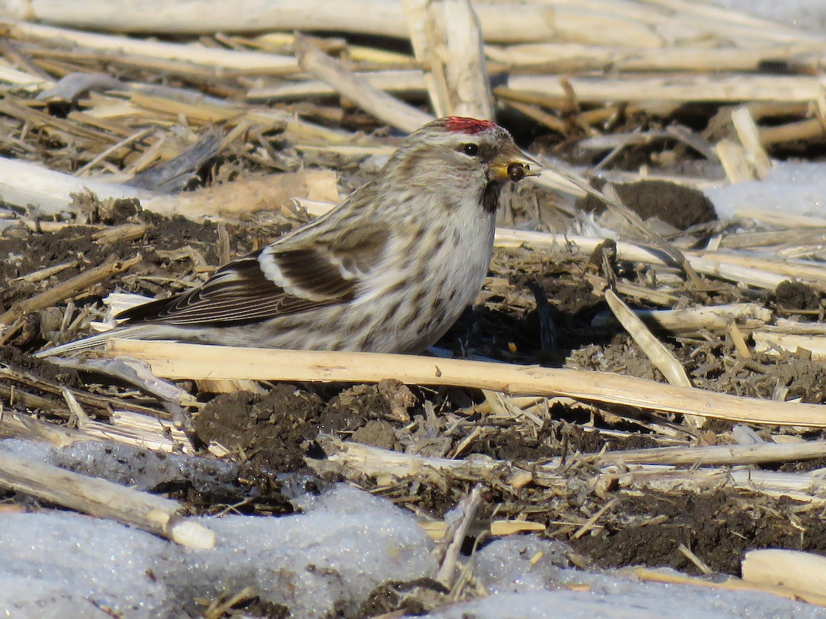 Common Redpoll - ML615263402