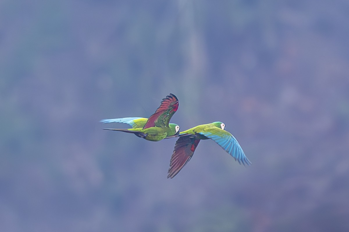 Chestnut-fronted Macaw - ML615263418