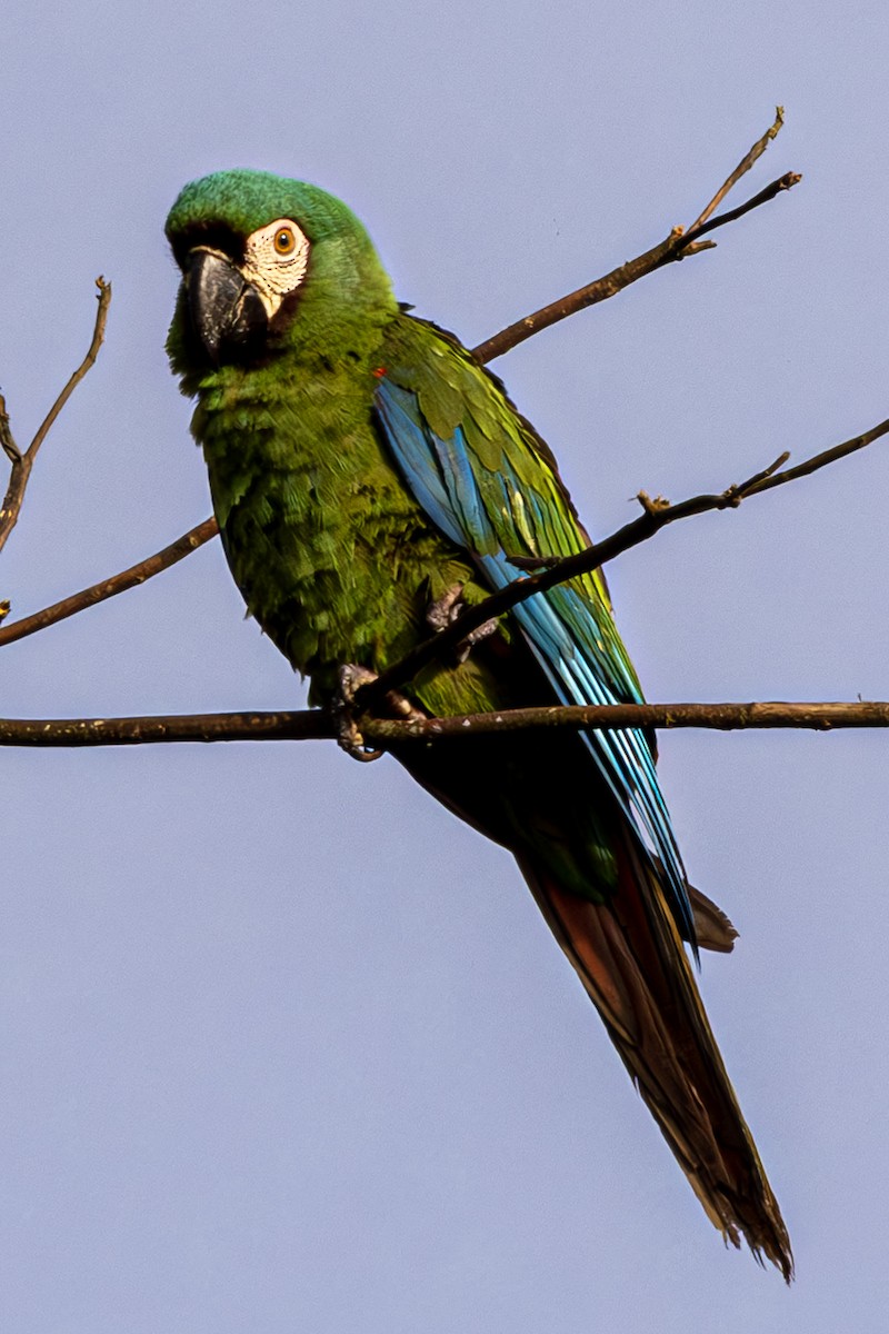 Chestnut-fronted Macaw - ML615263419