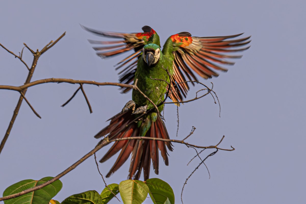 Chestnut-fronted Macaw - ML615263420