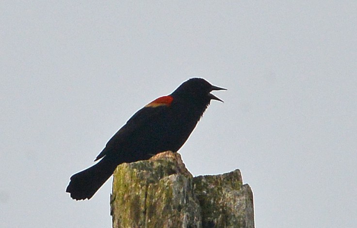 Red-winged Blackbird - ML615263437