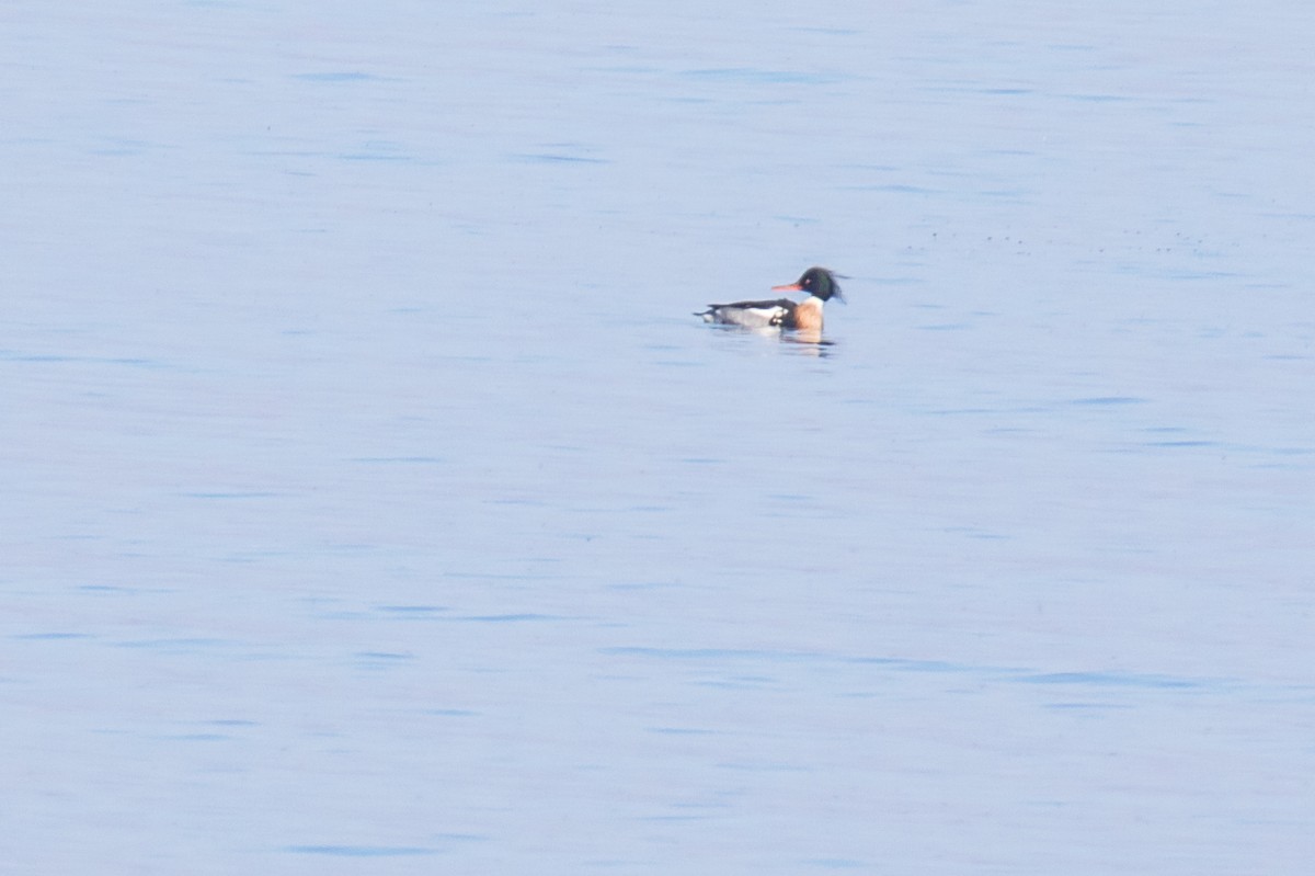 Red-breasted Merganser - ML615263473