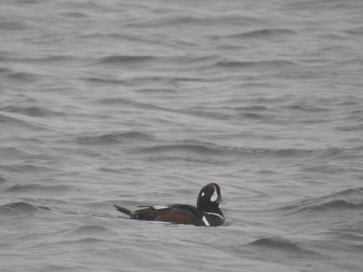 Harlequin Duck - ML615263562