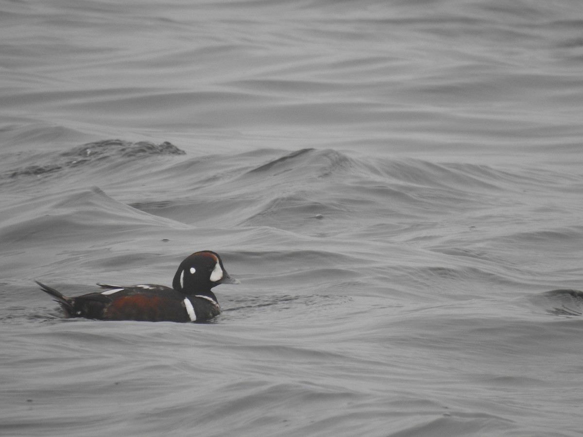 Harlequin Duck - ML615263582