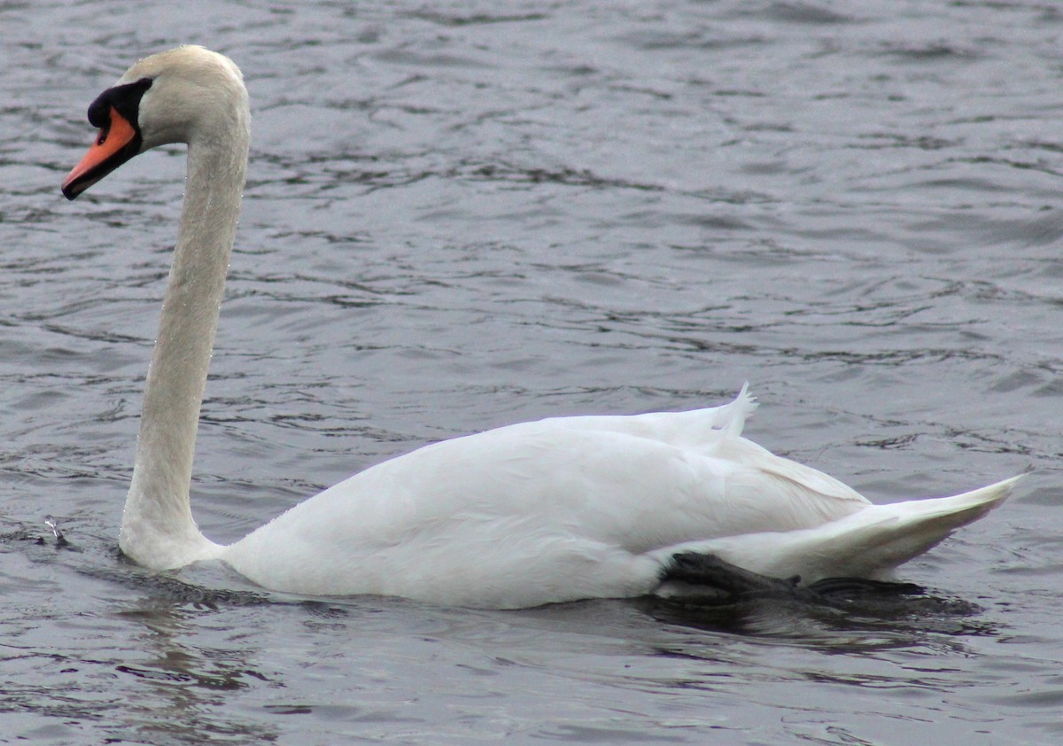 Mute Swan - Samuel Harris