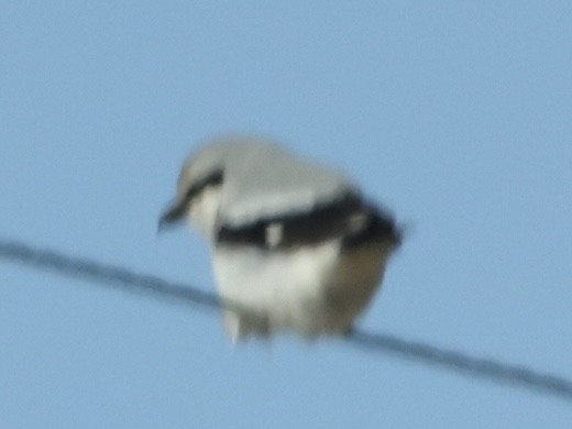 Northern Shrike - ML615263611