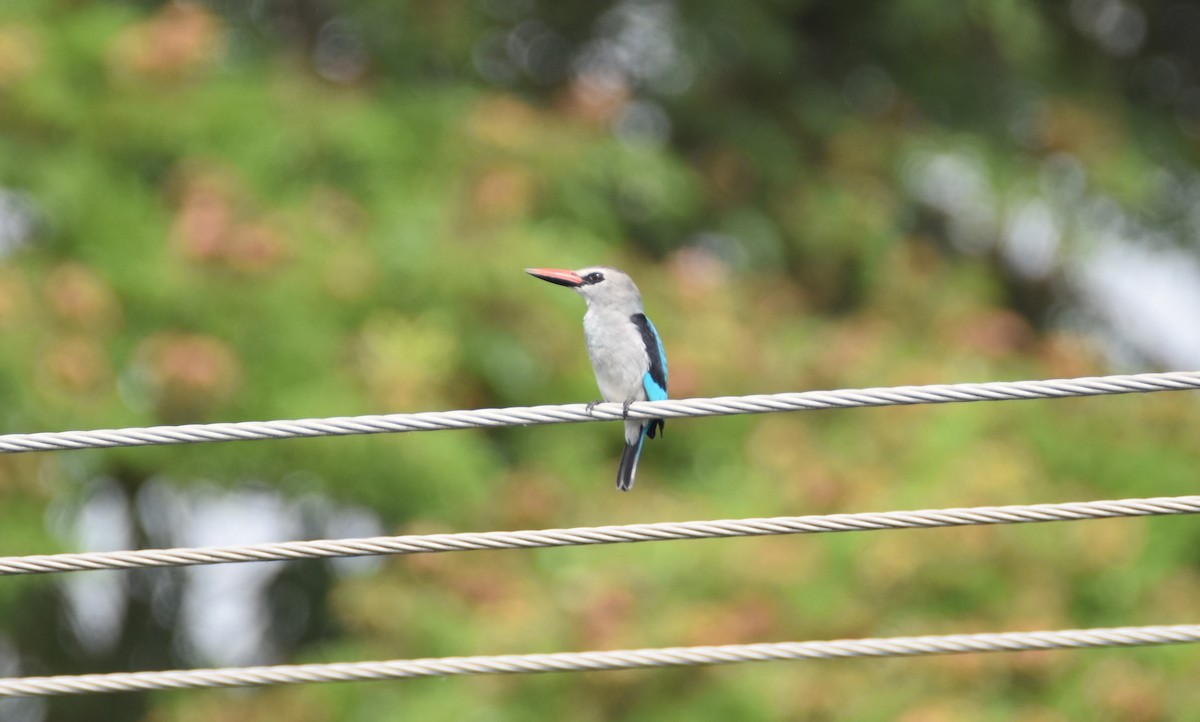 Woodland Kingfisher - Peter Kavouras