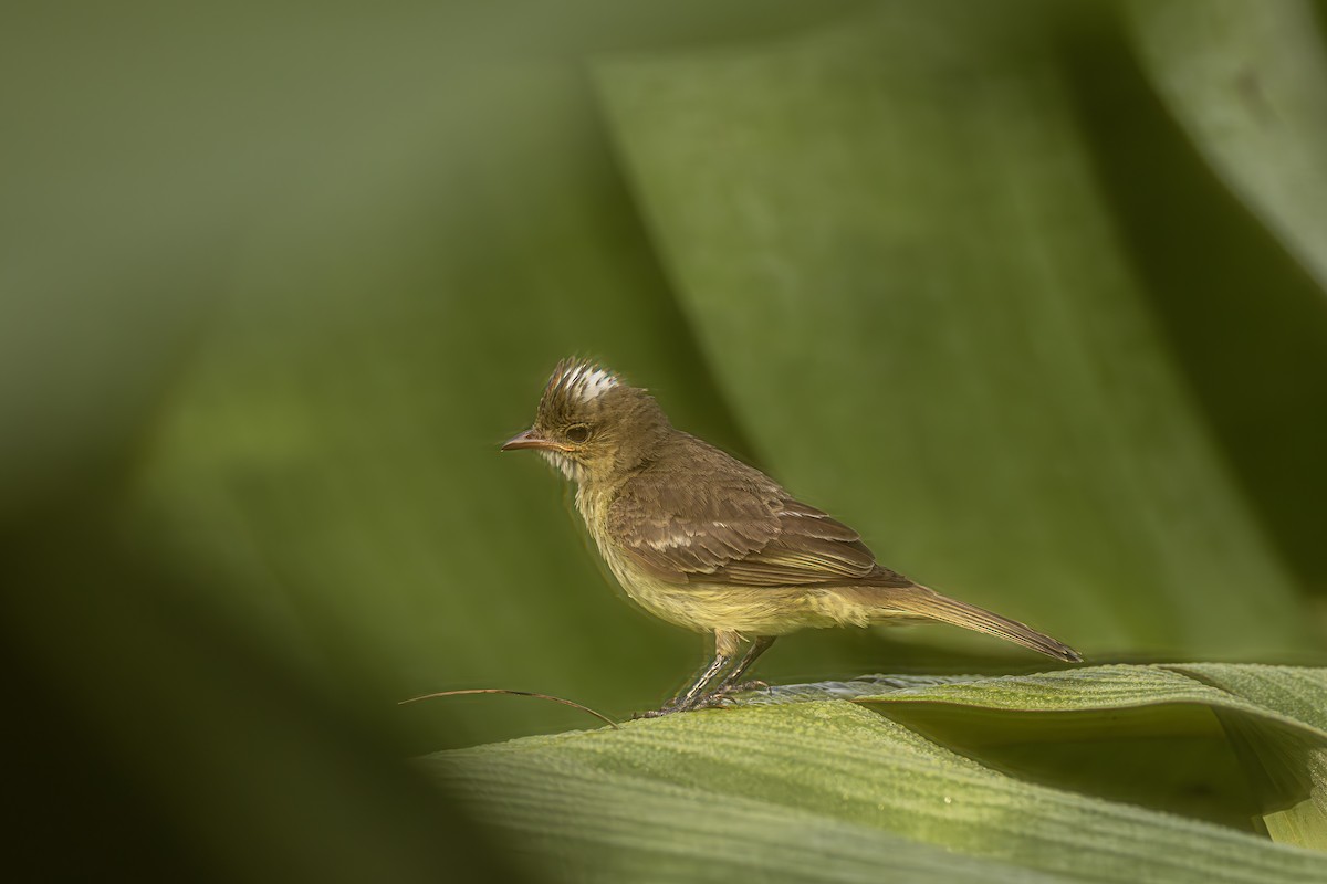 White-crested Elaenia - ML615263810