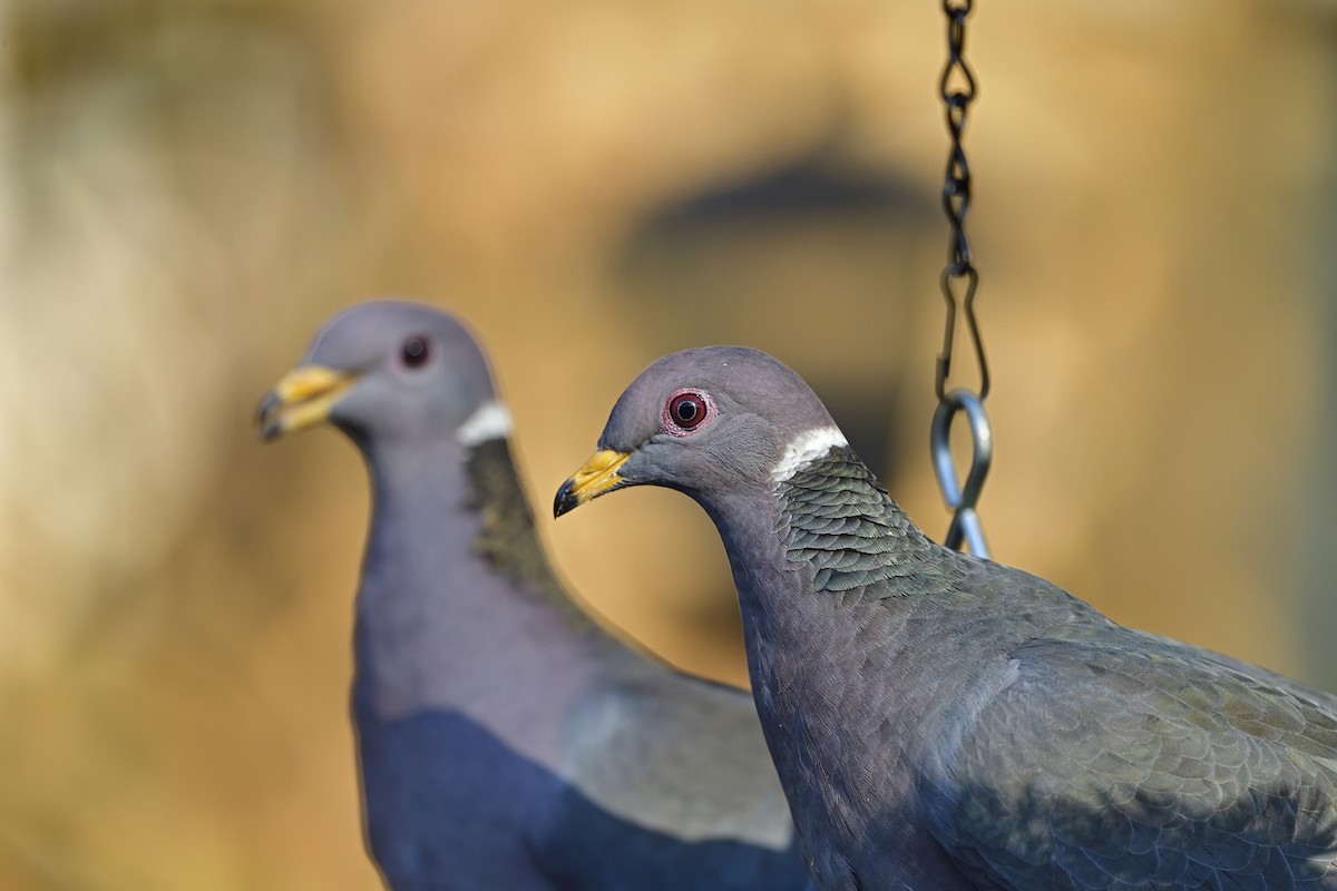 Band-tailed Pigeon - ML615263842