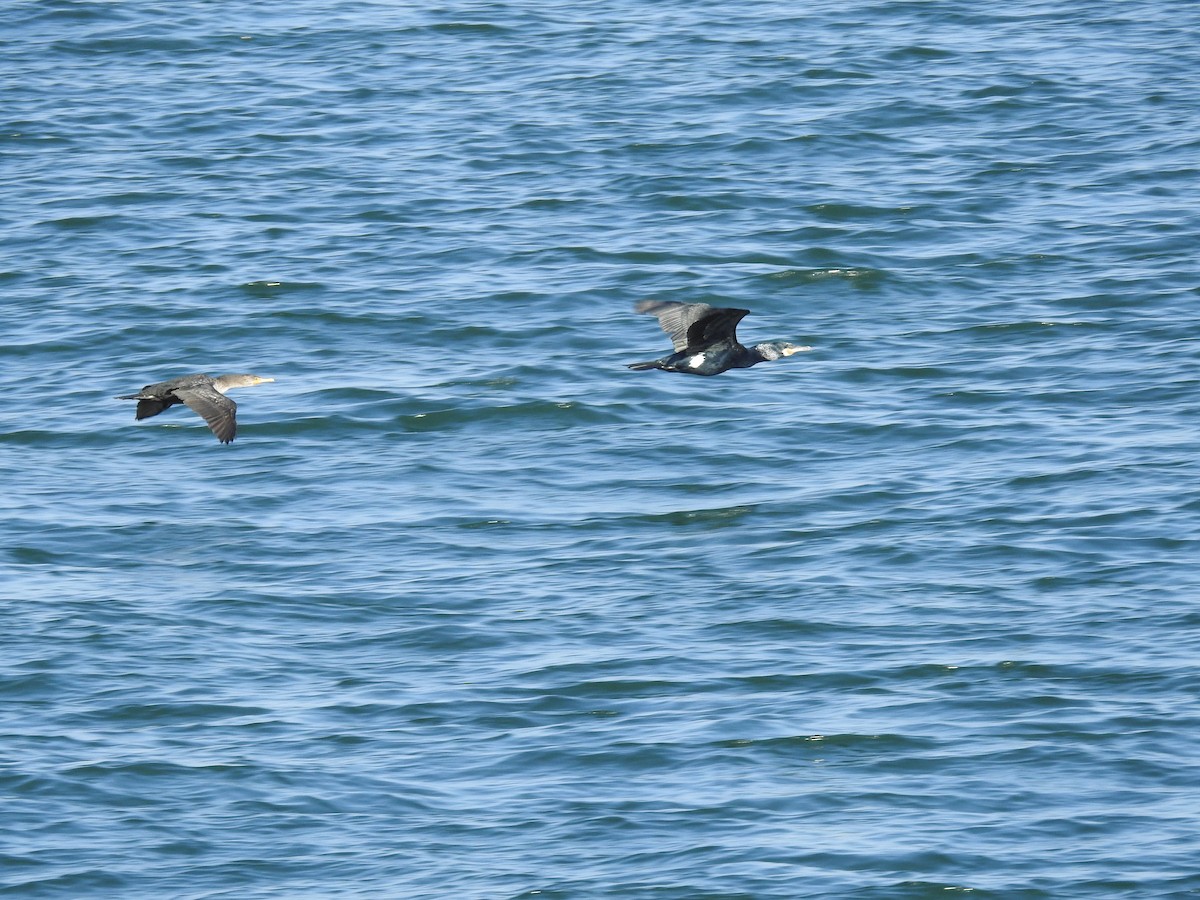 Great Cormorant - ML615263864