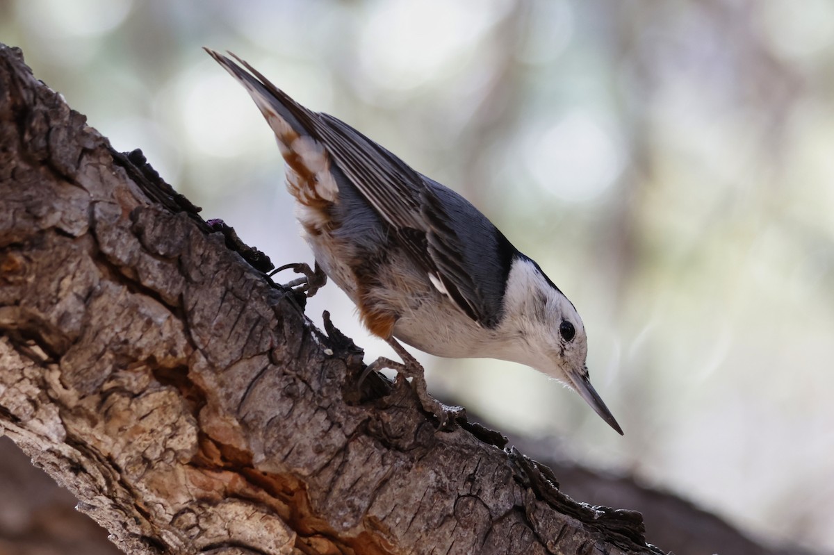 White-breasted Nuthatch - ML615263875