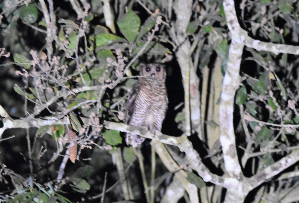 Fraser's Eagle-Owl - Peter Kavouras