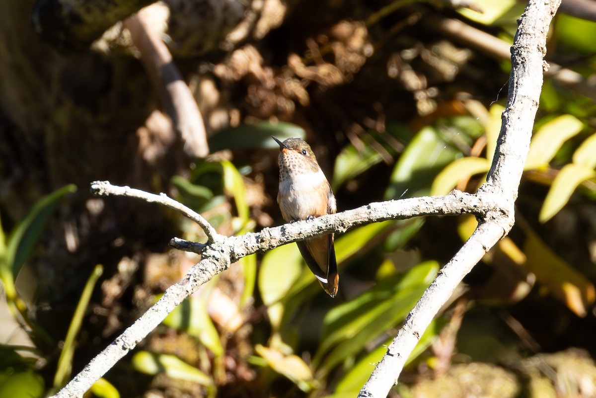 Scintillant Hummingbird - Marc Better