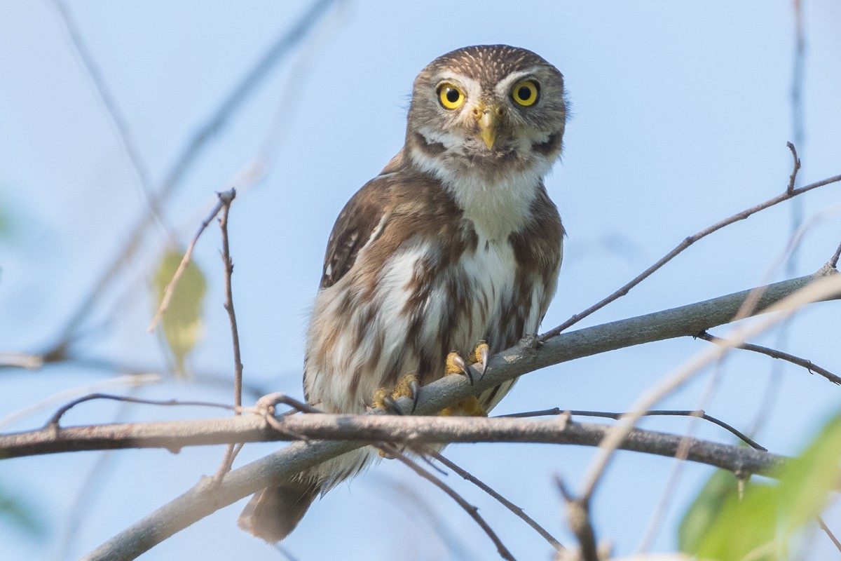 Ferruginous Pygmy-Owl - ML615264150