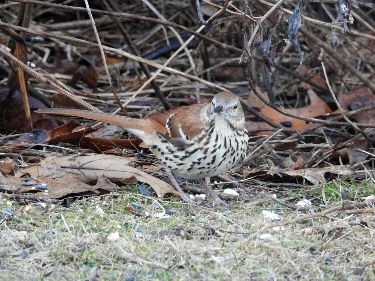 Brown Thrasher - ML615264151