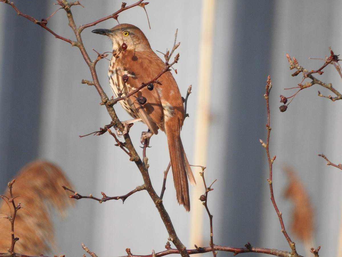 Brown Thrasher - ML615264189