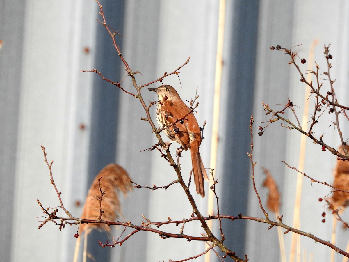 Brown Thrasher - ML615264190